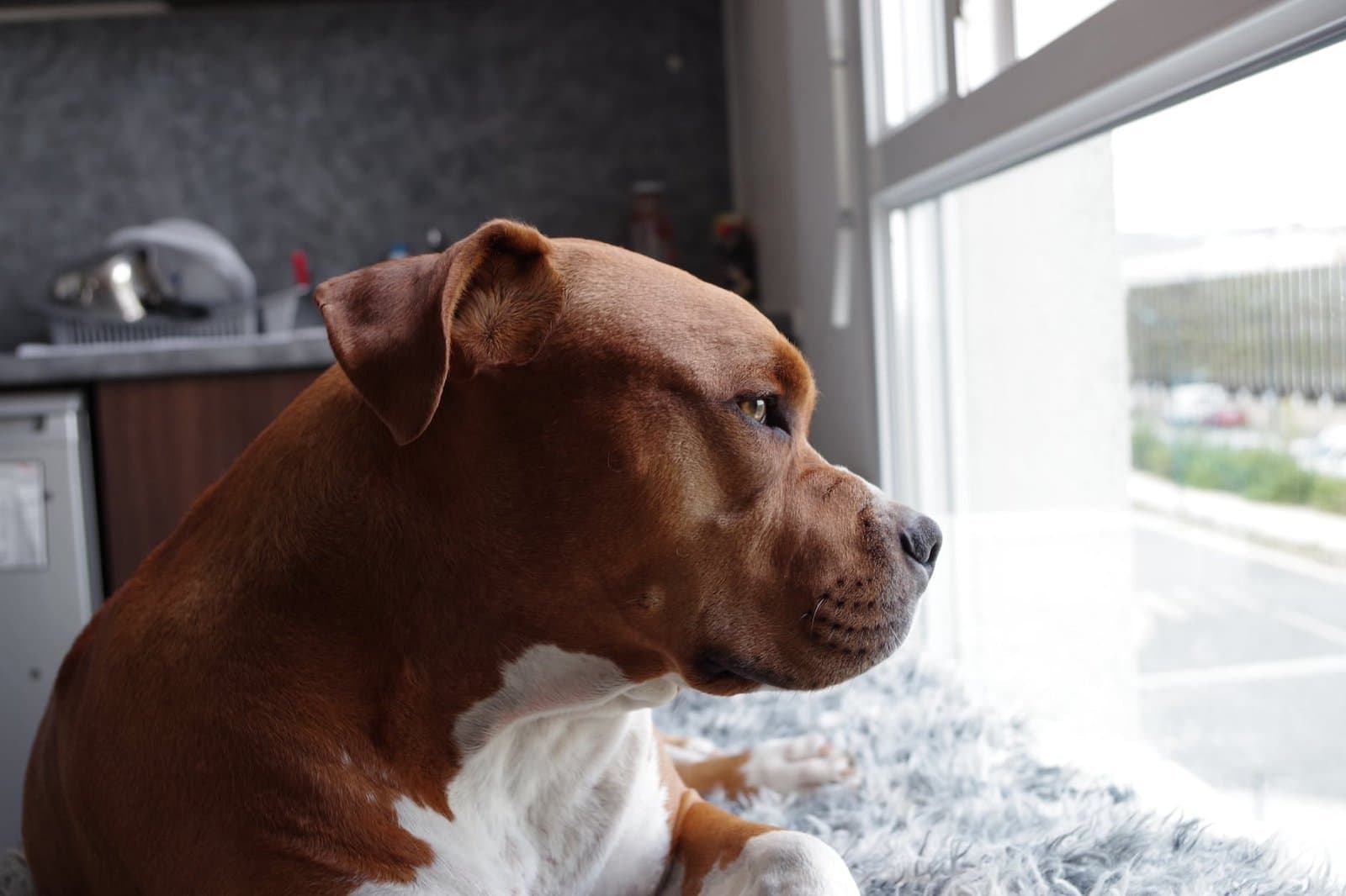 american pit bull terrier puppy lease violation