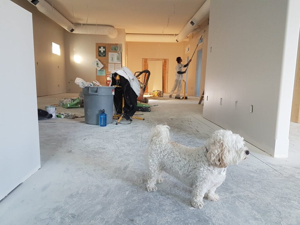 close up photography of white poodle pet smell